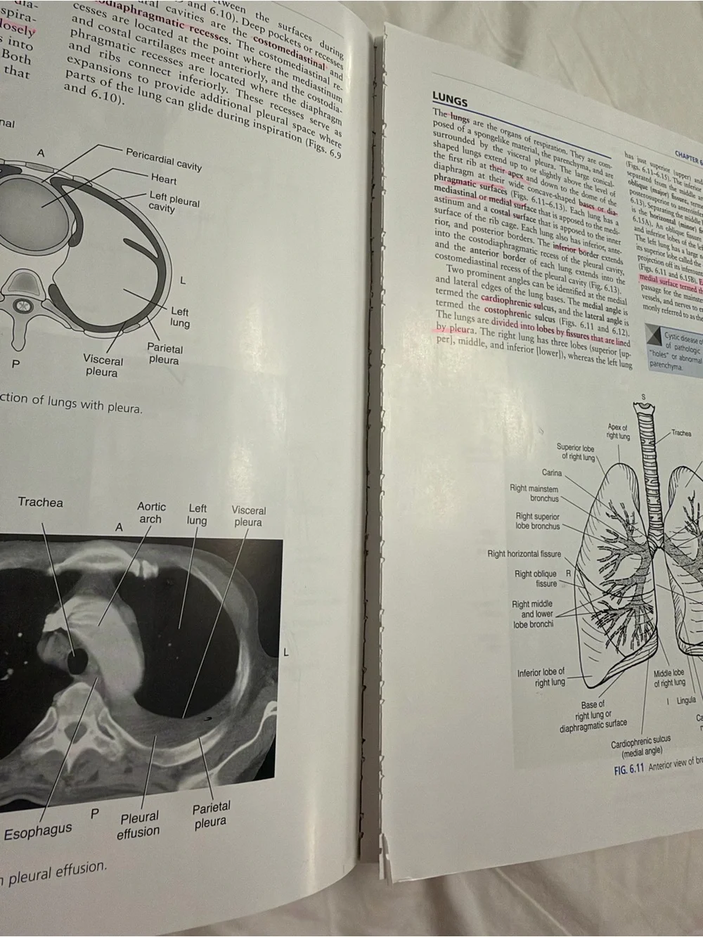 Sectional Anatomy for imaging professionals - Fourth Edition